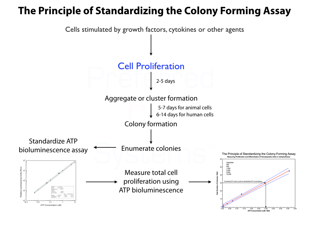 Principle of Standardizing a Methylcellulose Colony-Forming Assay